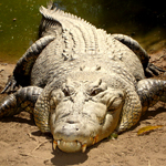 Saltwater crocodile. Photogrpaher: F VanRenterghem